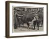 The Cattle Show at the Agricultural Hall, Judging the Herefords-William Small-Framed Giclee Print