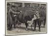 The Cattle Show at the Agricultural Hall, Judging the Herefords-William Small-Mounted Giclee Print