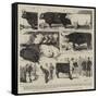 The Cattle Show, Leaves from Our Artist's Sketch-Book-Alfred Chantrey Corbould-Framed Stretched Canvas