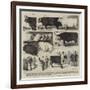 The Cattle Show, Leaves from Our Artist's Sketch-Book-Alfred Chantrey Corbould-Framed Giclee Print