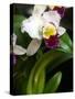 The Cattleya Orchid-Bebeto Matthews-Stretched Canvas