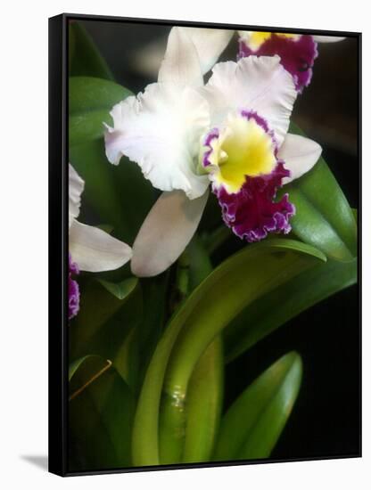 The Cattleya Orchid-Bebeto Matthews-Framed Stretched Canvas