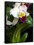 The Cattleya Orchid-Bebeto Matthews-Framed Stretched Canvas