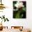The Cattleya Orchid-Bebeto Matthews-Premium Photographic Print displayed on a wall