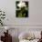 The Cattleya Orchid-Bebeto Matthews-Photographic Print displayed on a wall