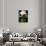 The Cattleya Orchid-Bebeto Matthews-Mounted Photographic Print displayed on a wall