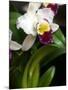 The Cattleya Orchid-Bebeto Matthews-Mounted Photographic Print
