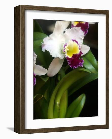 The Cattleya Orchid-Bebeto Matthews-Framed Photographic Print