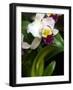 The Cattleya Orchid-Bebeto Matthews-Framed Photographic Print