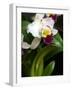 The Cattleya Orchid-Bebeto Matthews-Framed Photographic Print