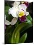 The Cattleya Orchid-Bebeto Matthews-Mounted Photographic Print