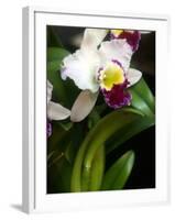 The Cattleya Orchid-Bebeto Matthews-Framed Photographic Print