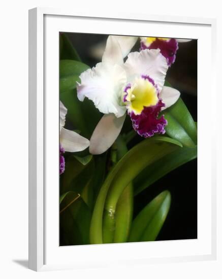 The Cattleya Orchid-Bebeto Matthews-Framed Photographic Print