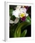 The Cattleya Orchid-Bebeto Matthews-Framed Photographic Print