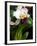 The Cattleya Orchid-Bebeto Matthews-Framed Photographic Print