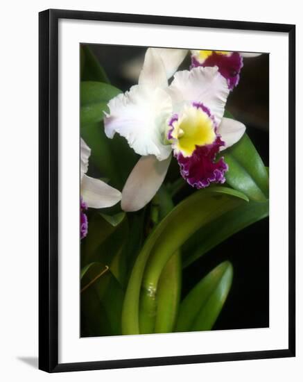 The Cattleya Orchid-Bebeto Matthews-Framed Photographic Print