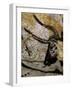 The Cave of Lascaux-null-Framed Art Print