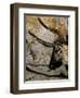 The Cave of Lascaux-null-Framed Art Print