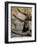 The Cave of Lascaux-null-Framed Art Print