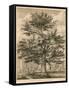 The Cedar in the Palace Garden at Enfield, Middlesex-Jacob George Strutt-Framed Stretched Canvas