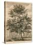 The Cedar in the Palace Garden at Enfield, Middlesex-Jacob George Strutt-Stretched Canvas