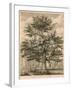 The Cedar in the Palace Garden at Enfield, Middlesex-Jacob George Strutt-Framed Giclee Print