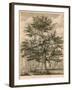 The Cedar in the Palace Garden at Enfield, Middlesex-Jacob George Strutt-Framed Giclee Print