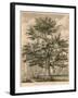 The Cedar in the Palace Garden at Enfield, Middlesex-Jacob George Strutt-Framed Giclee Print