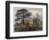 The Cedar of Lebanon and the Labyrinth at the Jardin des Plantes, Paris-Philippe Benoist-Framed Giclee Print
