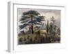 The Cedar of Lebanon and the Labyrinth at the Jardin des Plantes, Paris-Philippe Benoist-Framed Giclee Print