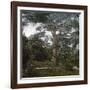 The Cedar of the Jardin Des Plantes, Paris, Circa 1895-1900-Leon, Levy et Fils-Framed Photographic Print