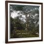 The Cedar of the Jardin Des Plantes, Paris, Circa 1895-1900-Leon, Levy et Fils-Framed Photographic Print