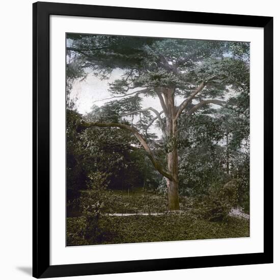 The Cedar of the Jardin Des Plantes, Paris, Circa 1895-1900-Leon, Levy et Fils-Framed Photographic Print