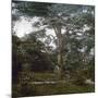 The Cedar of the Jardin Des Plantes, Paris, Circa 1895-1900-Leon, Levy et Fils-Mounted Photographic Print