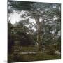 The Cedar of the Jardin Des Plantes, Paris, Circa 1895-1900-Leon, Levy et Fils-Mounted Premium Photographic Print