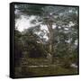 The Cedar of the Jardin Des Plantes, Paris, Circa 1895-1900-Leon, Levy et Fils-Framed Stretched Canvas