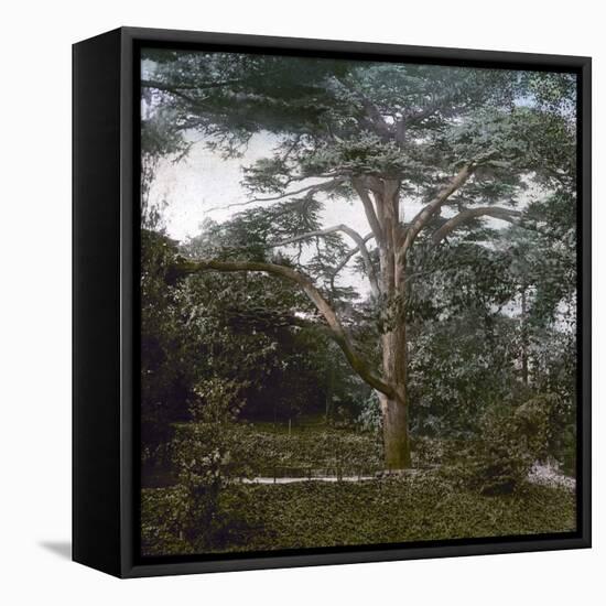 The Cedar of the Jardin Des Plantes, Paris, Circa 1895-1900-Leon, Levy et Fils-Framed Stretched Canvas