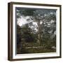 The Cedar of the Jardin Des Plantes, Paris, Circa 1895-1900-Leon, Levy et Fils-Framed Photographic Print