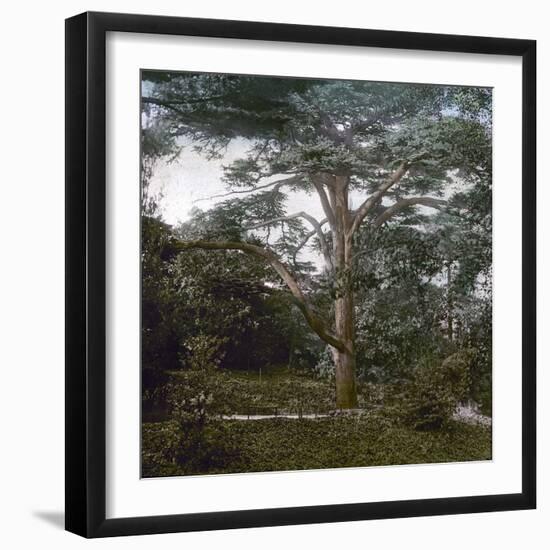 The Cedar of the Jardin Des Plantes, Paris, Circa 1895-1900-Leon, Levy et Fils-Framed Photographic Print