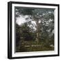 The Cedar of the Jardin Des Plantes, Paris, Circa 1895-1900-Leon, Levy et Fils-Framed Photographic Print