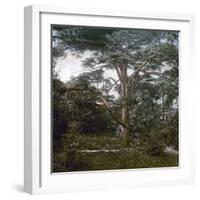 The Cedar of the Jardin Des Plantes, Paris, Circa 1895-1900-Leon, Levy et Fils-Framed Photographic Print