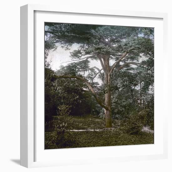 The Cedar of the Jardin Des Plantes, Paris, Circa 1895-1900-Leon, Levy et Fils-Framed Photographic Print