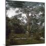 The Cedar of the Jardin Des Plantes, Paris, Circa 1895-1900-Leon, Levy et Fils-Mounted Photographic Print