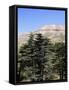 The Cedar Trees of Bcharre, Qadisha Valley, Lebanon-Wendy Connett-Framed Stretched Canvas