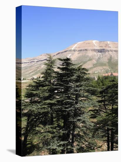 The Cedar Trees of Bcharre, Qadisha Valley, Lebanon-Wendy Connett-Stretched Canvas