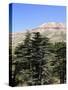 The Cedar Trees of Bcharre, Qadisha Valley, Lebanon-Wendy Connett-Stretched Canvas