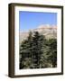 The Cedar Trees of Bcharre, Qadisha Valley, Lebanon-Wendy Connett-Framed Photographic Print