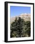The Cedar Trees of Bcharre, Qadisha Valley, Lebanon-Wendy Connett-Framed Photographic Print