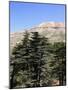 The Cedar Trees of Bcharre, Qadisha Valley, Lebanon-Wendy Connett-Mounted Photographic Print