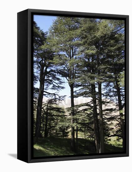 The Cedar Trees of Bcharre, Qadisha Valley, Lebanon-Wendy Connett-Framed Stretched Canvas